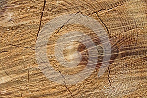 Wood cross section texture