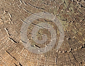 Wood cross section texture