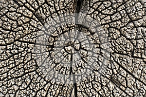 Wood cross section texture.