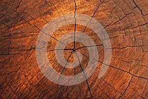 Wood Cross-section Texture