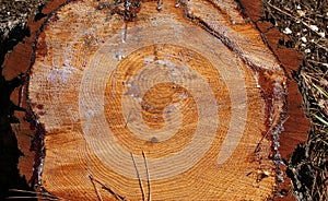 Wood crossection of a large tra photo