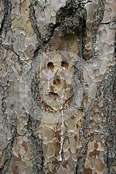 Wood crying. The spirit of the tree with the bark peeled crying,