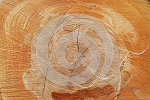 Wood cut with annual rings and cracks and marks from sawing