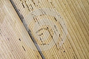 Wood damaged by woodworm