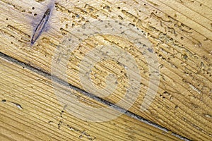 Wood damaged by woodworm