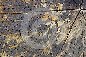 Wood damaged by woodworm