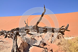 Wood deadvlei sossusvlei Dry pan tree desert Sand dune Namibia Africa