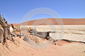 Wood deadvlei sossusvlei Dry pan tree desert Sand dune Namibia Africa