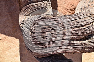 Wood deadvlei sossusvlei Dry pan tree desert Sand dune Namibia Africa