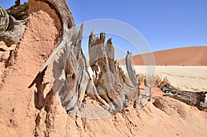 Wood deadvlei sossusvlei Dry pan tree desert Sand dune Namibia Africa