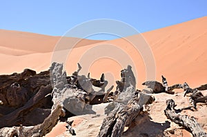 Wood deadvlei sossusvlei Dry pan tree desert Sand dune Namibia Africa