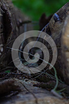 Wood debris between two stacked logs waiting to be picked up in the forest