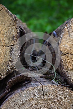 Wood debris between two stacked logs waiting to be picked up in the forest