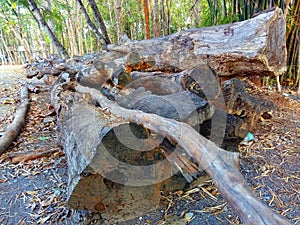 Wood, decay, forest, trees, logs, firewood stack
