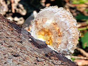 A wood-decay fungus covered with moisture