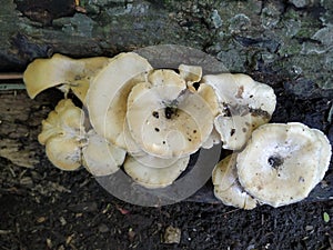 Wood decay fungus  in outdor photo