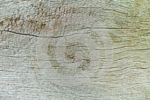 Wood decay with wood termites,Old grunge dark textured wooden background.