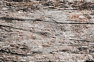 Wood decay with wood termites. Old grunge dark textured wooden background