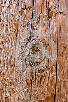 Wood decay with wood termites, Old grunge weathered dark textured wooden background, The surface of the old brown wood texture