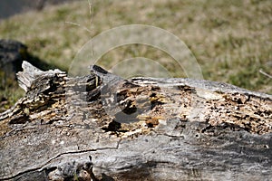 Wood that decomposes due to moisture and is attacked by fungi photo