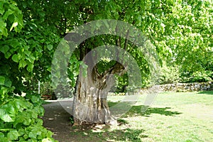 Wood that decomposes due to moisture and is attacked by fungi photo
