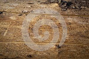 Wood destroyed by spruce bark beetle