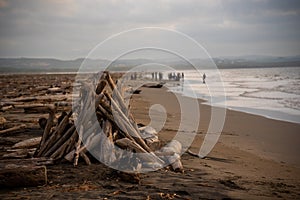 Wood dragged from the Magdalena river to a coast of Barranquilla. photo