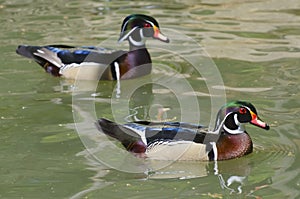 The wood duck