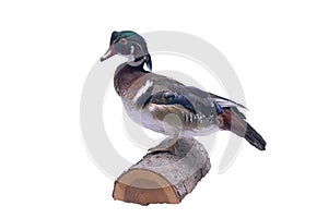 Wood Duck