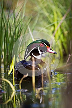 Wood Duck