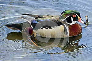 A Wood Duck