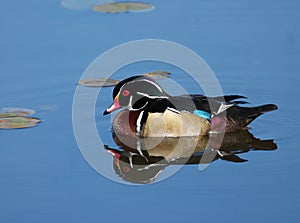 Wood Duck