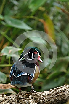 Wood Duck