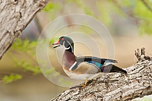 Wood Duck
