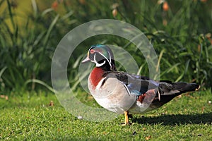 Wood duck