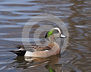 Wood Duck