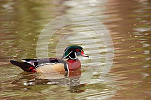 Wood duck