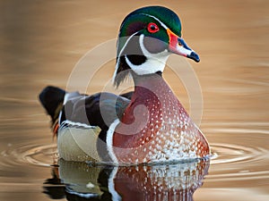 Wood Duck