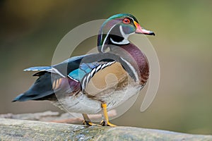 Wood Duck