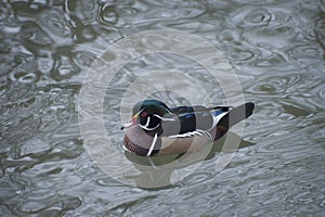 Wood Duck