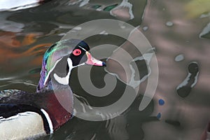 Wood duck afloat