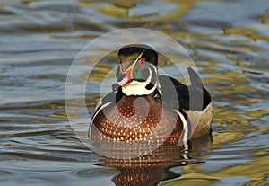 Wood Duck - Aix sponsa