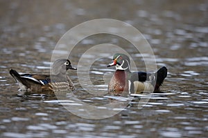 Wood Duck (Aix sponsa) photo