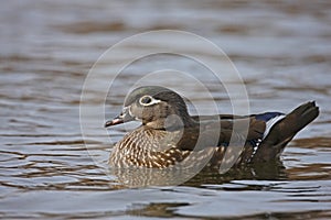 Wood Duck (Aix sponsa)