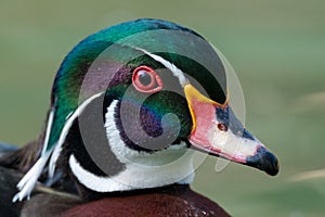 Wood duck - Aix sponsa