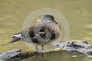 Wood Duck (Aix sponsa) female