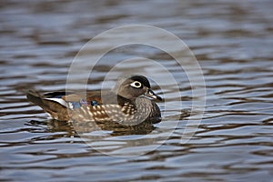 Wood Duck (Aix sponsa) female