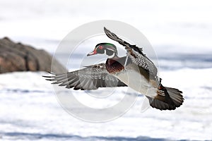 A Wood duck Aix sponsa isolated on white background taking flight in winter in Ottawa, Canada