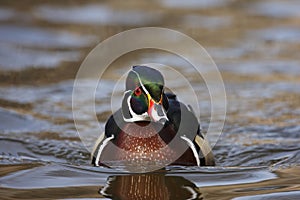 Wood Duck (Aix sponsa) male