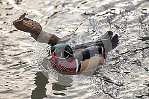 Wood Duck (Aix sponsa) spotted outdoors